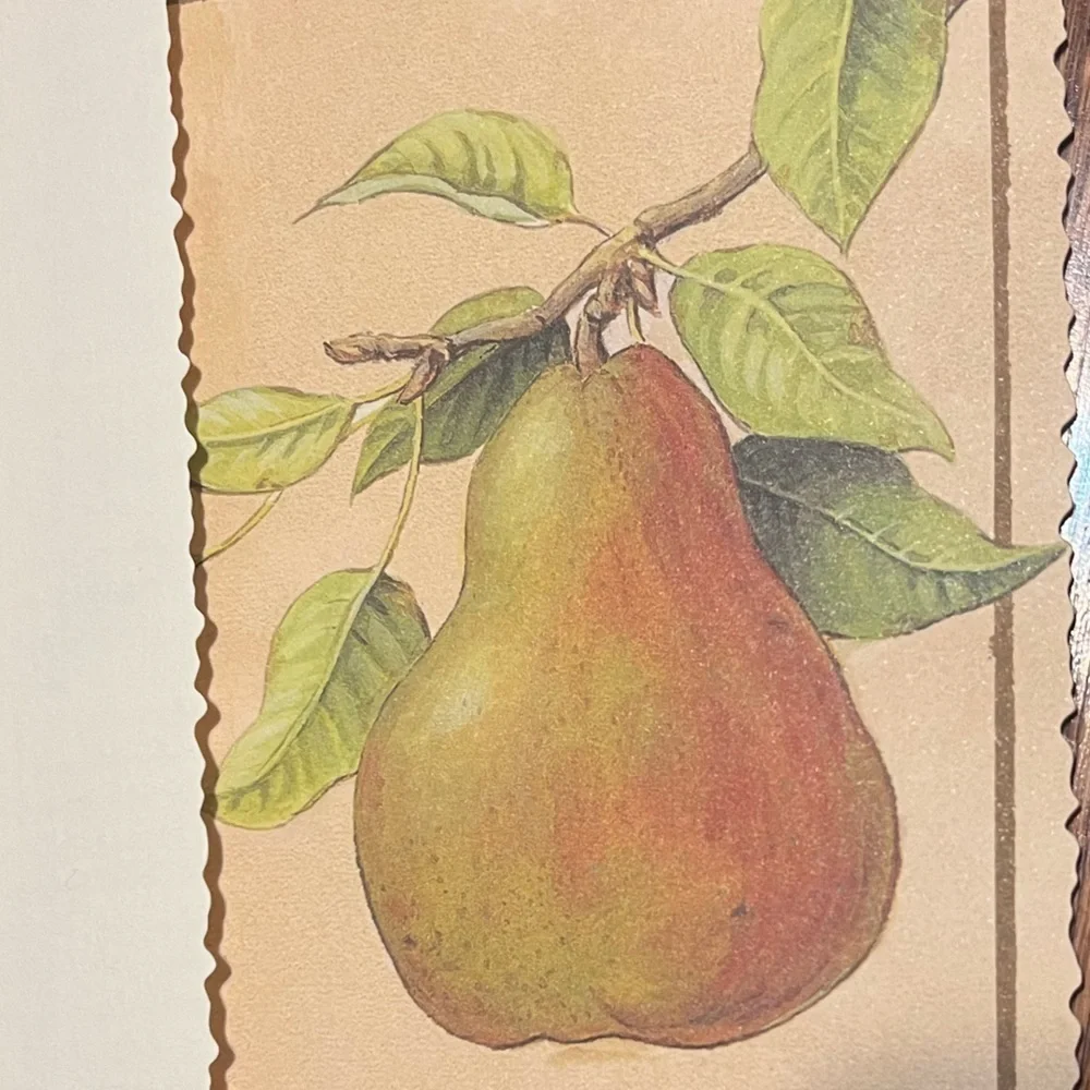 Southern Living 2002 Meg Page's Pears Artwork Blank 11 Cards and Evenlopes
